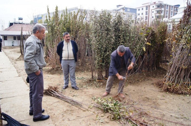 Kayısıda fiyatlar yükseldi, fidan satışları arttı