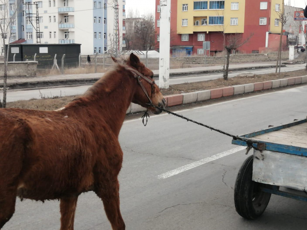 Ağrı'da at arabacılığı bitme noktasında
