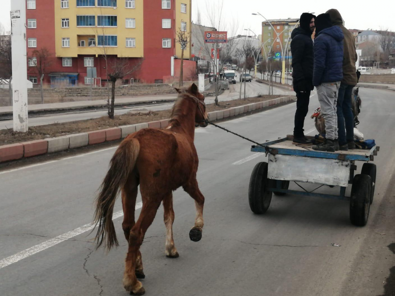 Ağrı'da at arabacılığı bitme noktasında